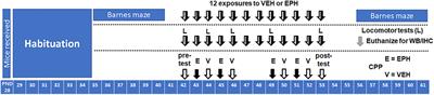 Repeated Use of the Psychoactive Substance Ethylphenidate Impacts Neurochemistry and Reward Learning in Adolescent Male and Female Mice